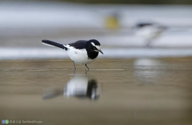日本鶺鴒 Japanese Wagtail
