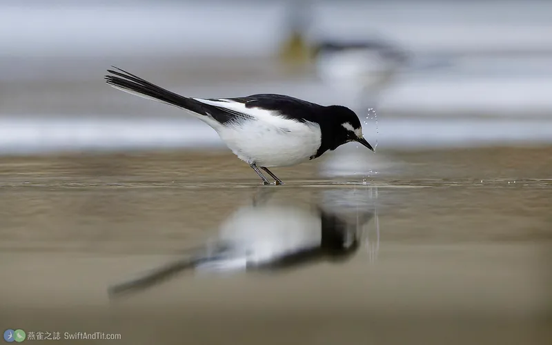 日本鶺鴒 Japanese Wagtail
