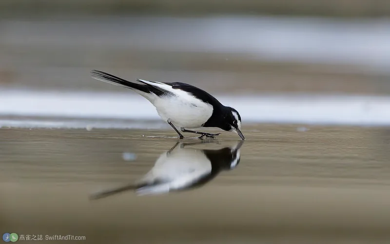 日本鶺鴒 Japanese Wagtail