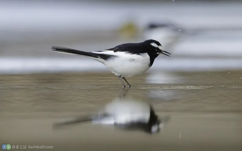 日本鶺鴒 Japanese Wagtail