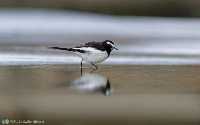日本鶺鴒 Japanese Wagtail
