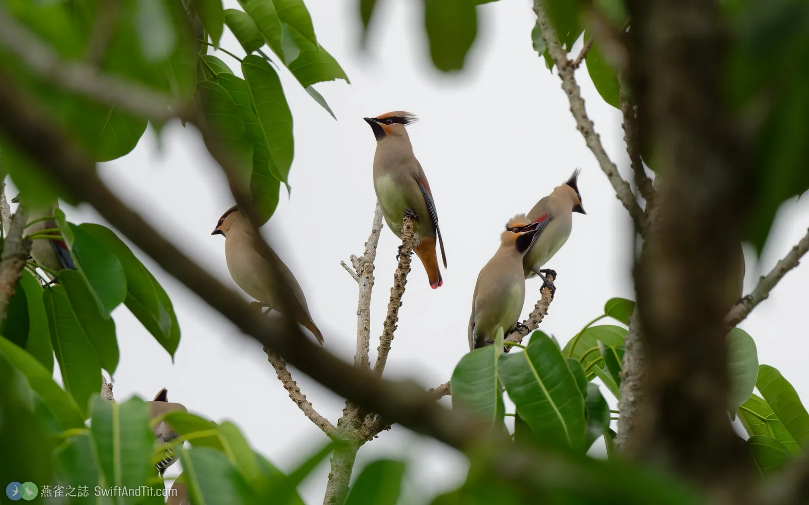 朱連雀 Japanese Waxwing