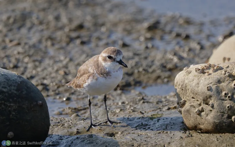 東方環頸鴴 Kentish Plover