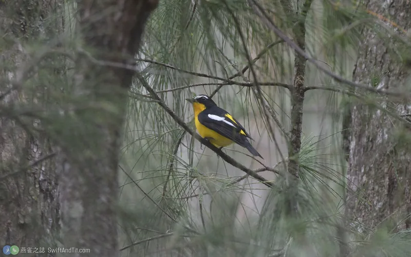白眉鶲 Yellow-rumped Flycatcher