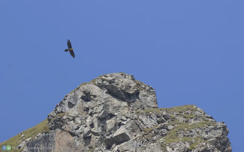 胡兀鷲 Bearded Vulture