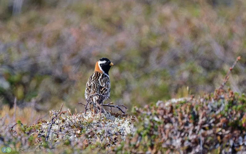 鐵爪鵐 Lapland Longspur