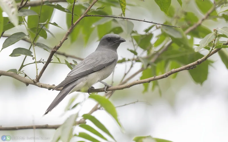 花翅山椒鳥 Oriental Cuckooshrike