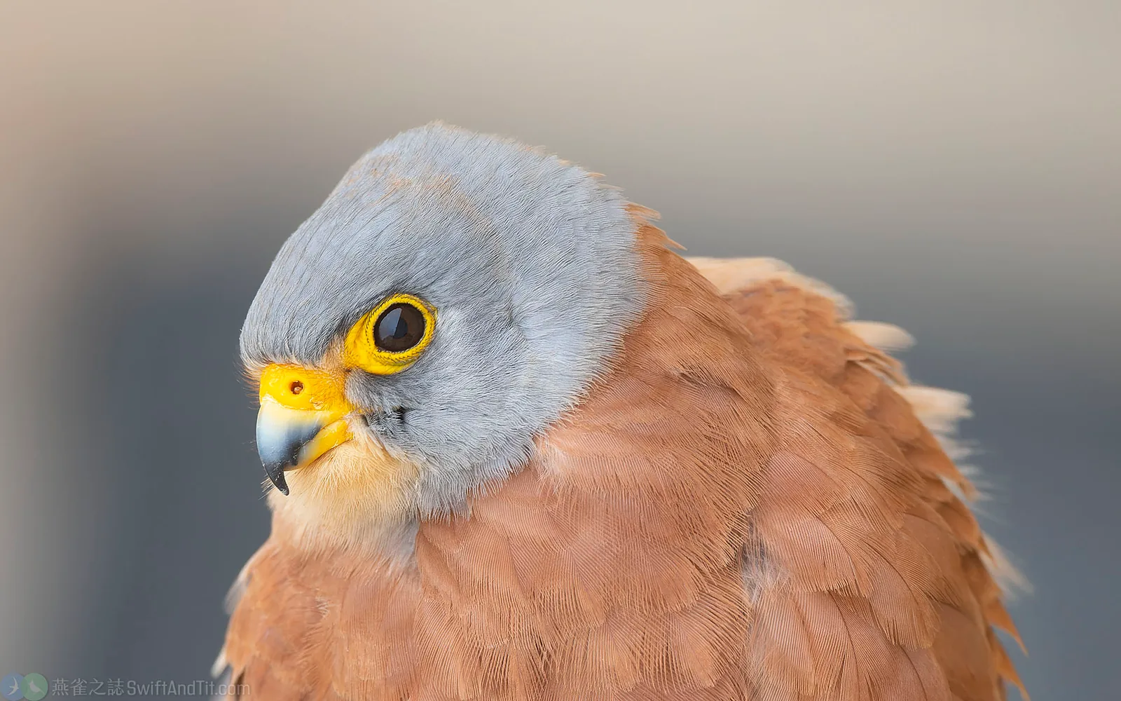 黃爪隼 Lesser Kestrel