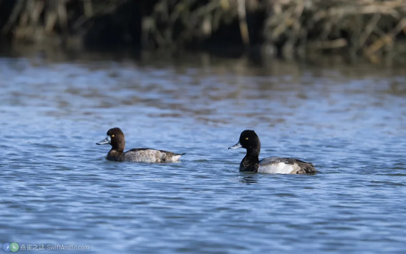 小斑背潛鴨 Lesser Scaup 雄鳥 雌鳥