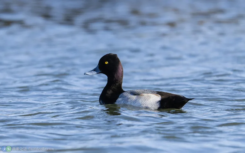 小斑背潛鴨 Lesser Scaup 雄鳥