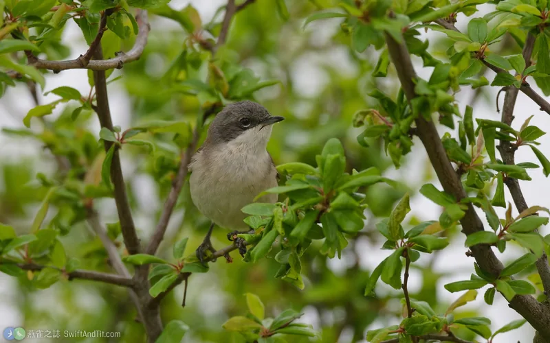 白喉林鶯 Lesser Whitethroat