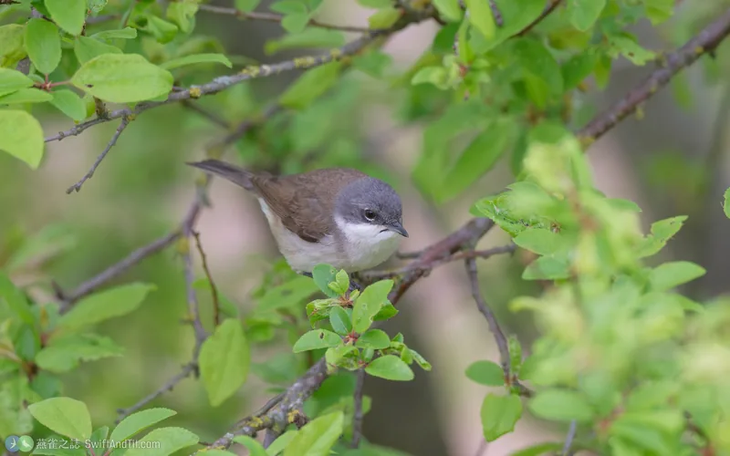 白喉林鶯 Lesser Whitethroat