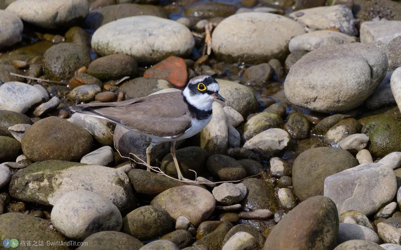 小環頸鴴 Little Ringed Plover