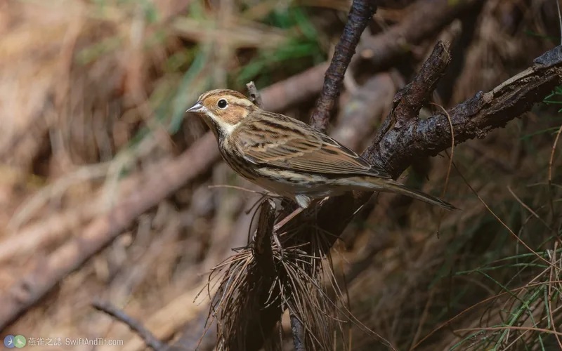 小鵐 Little Bunting