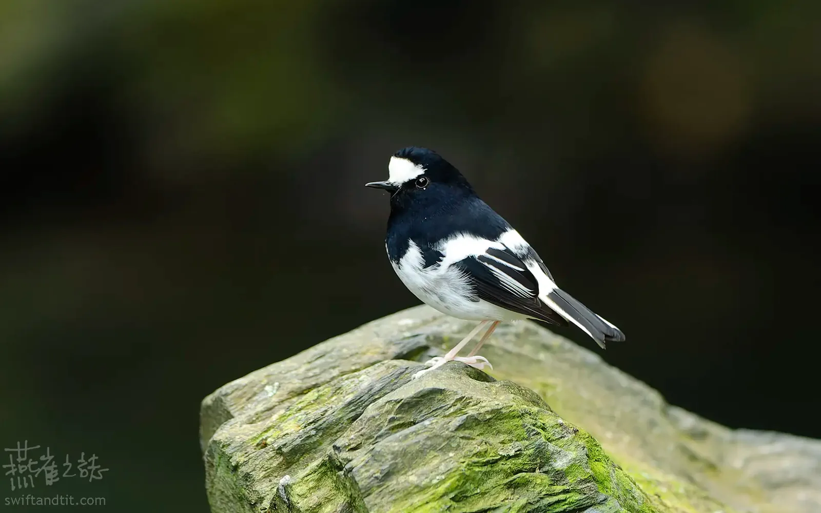 小剪尾 Little Forktail