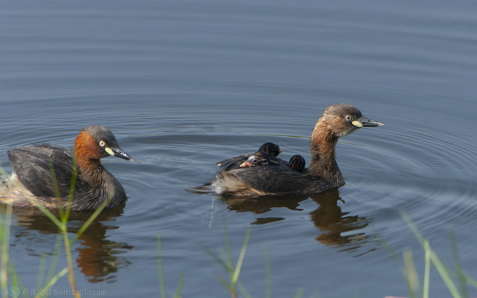 小鸊鷉 Little Grebe