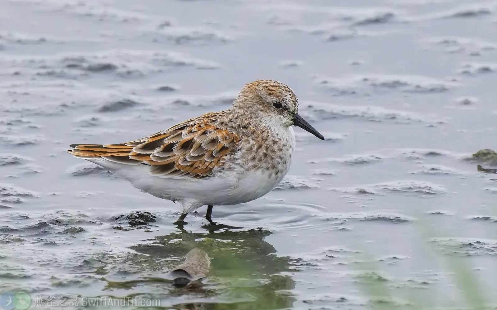 小濱鷸 Little Stint