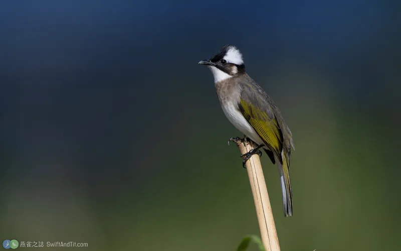 白頭翁 Light-vented Bulbul