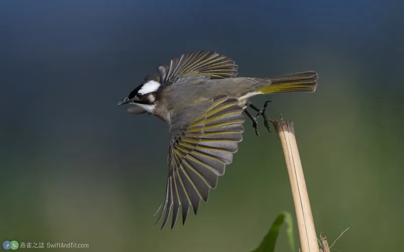 白頭翁 Light-vented Bulbul 飛行