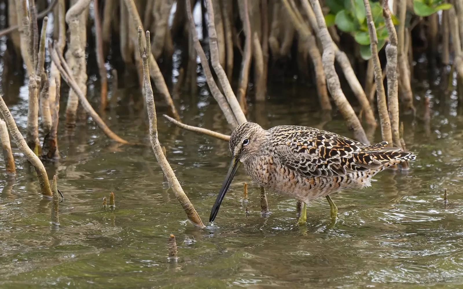 長嘴半蹼鷸 Long-billed Dowitcher