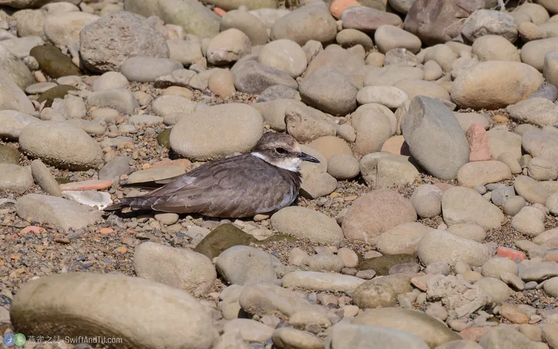 劍鴴 Long-billed Plover
