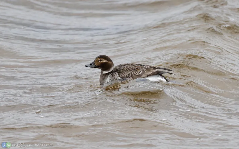 長尾鴨 Long-tailed Duck 雌鳥