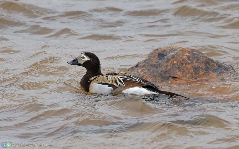 長尾鴨 Long-tailed Duck