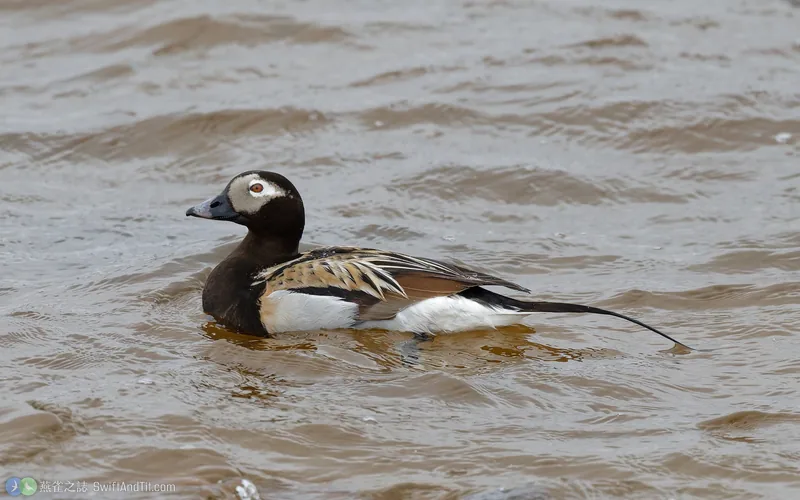 長尾鴨 Long-tailed Duck 雄鳥