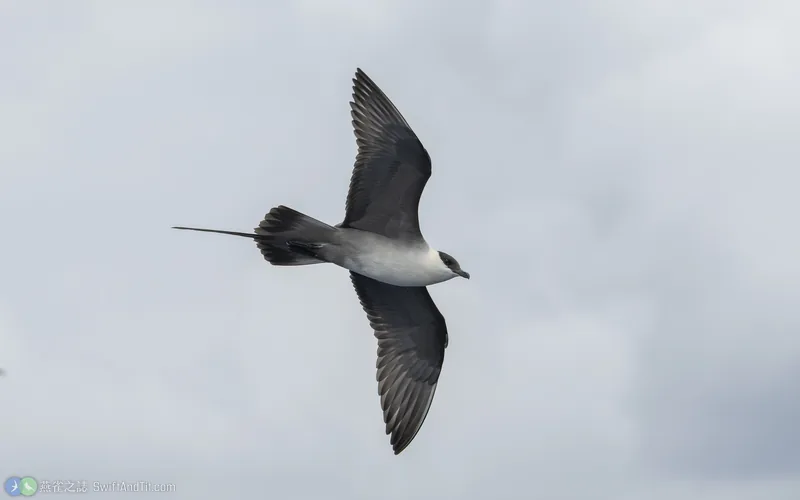 長尾賊鷗 Long-tailed Jaeger 飛行 成鳥