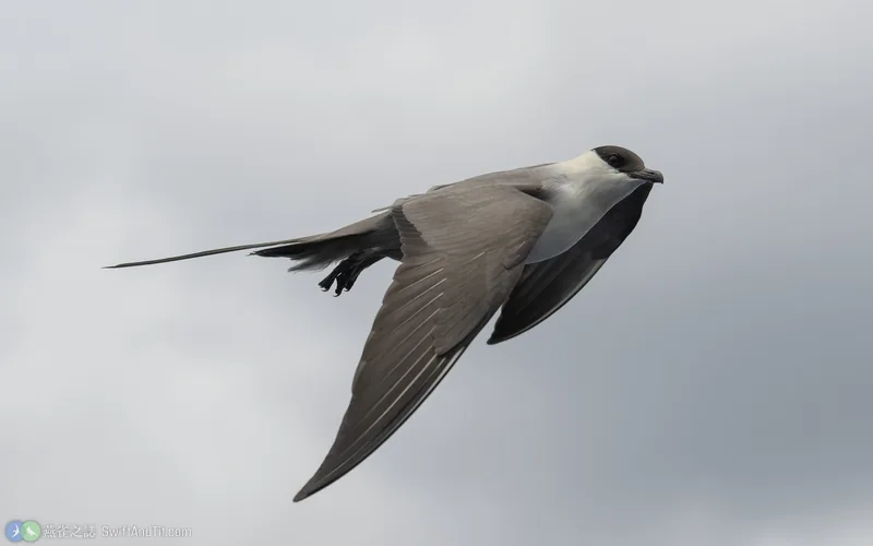 長尾賊鷗 Long-tailed Jaeger 飛行 成鳥