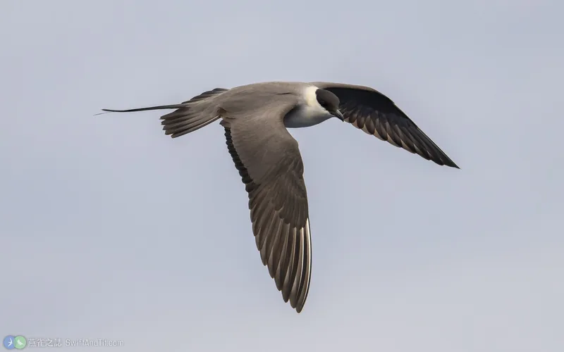 長尾賊鷗 Long-tailed Jaeger 飛行 成鳥