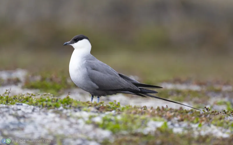 長尾賊鷗 Long-tailed Jaeger
