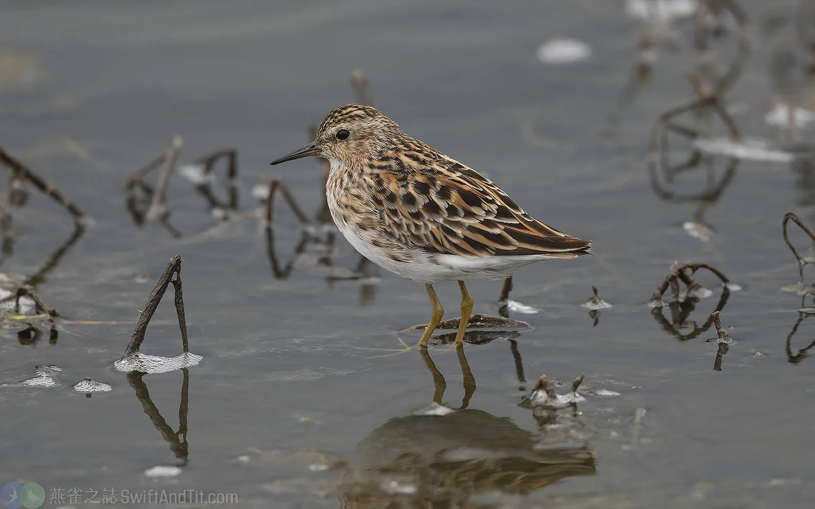 長趾濱鷸 Long-toed Stint