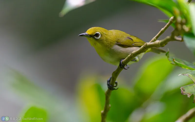 低地繡眼 Lowland White-eye