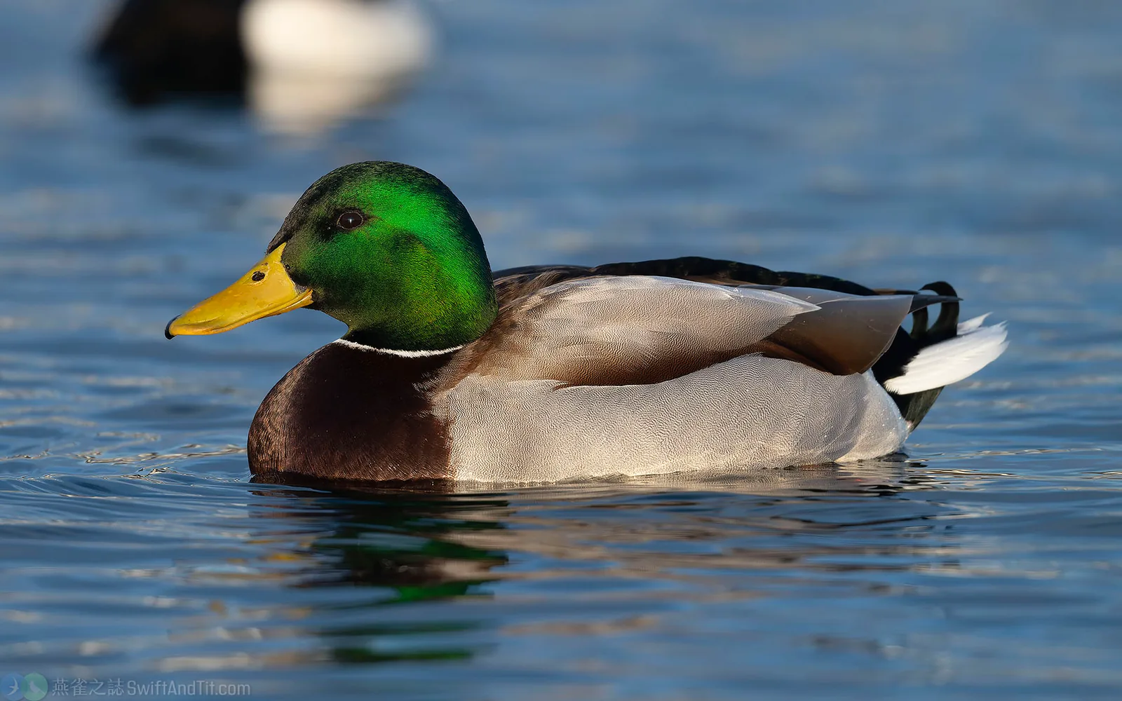 綠頭鴨 Mallard