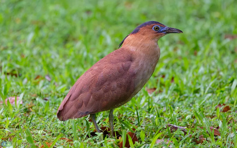黑冠麻鷺 Malayan Night Heron