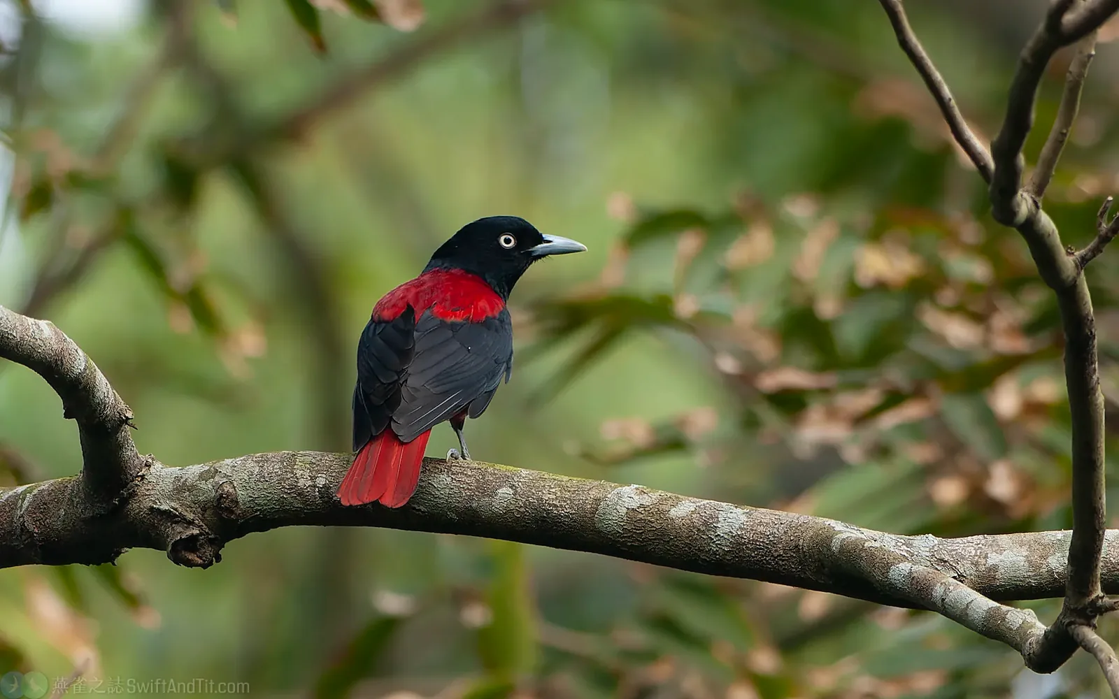 朱鸝 Maroon Oriole