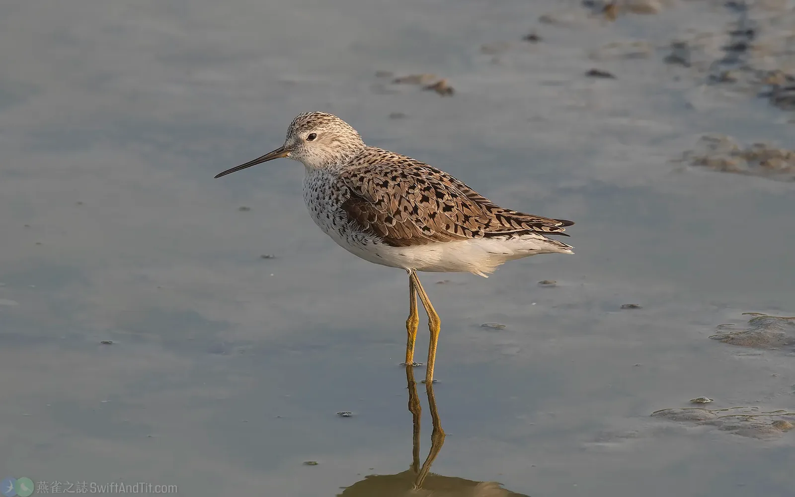 小青足鷸 Marsh Sandpiper