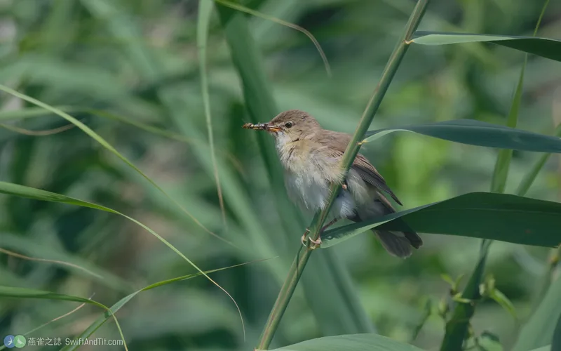 濕地葦鶯 Marsh Warbler