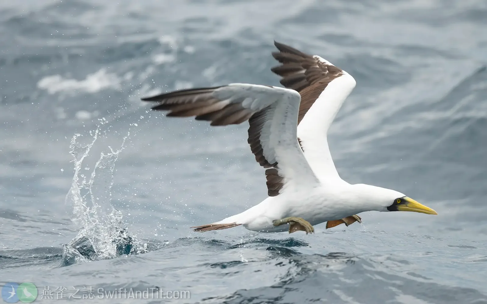 藍臉鰹鳥 Masked Booby