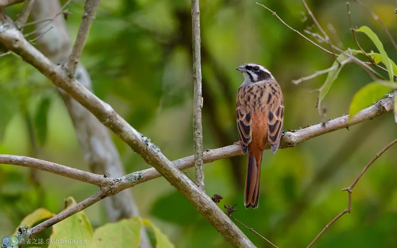 草鵐 Meadow Bunting