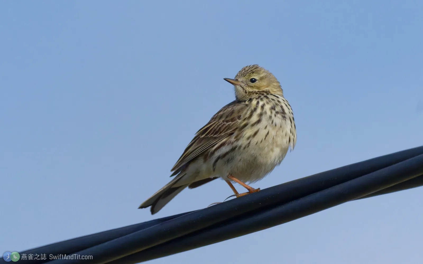 草地鷚 Meadow Pipit