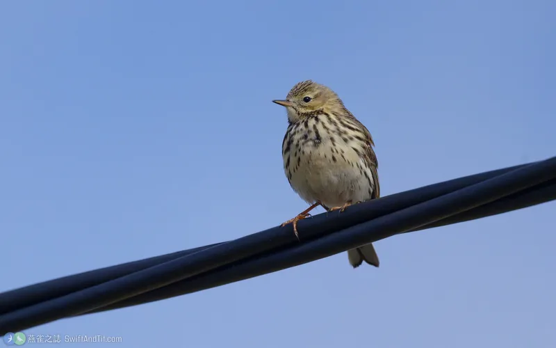 草地鷚 Meadow Pipit
