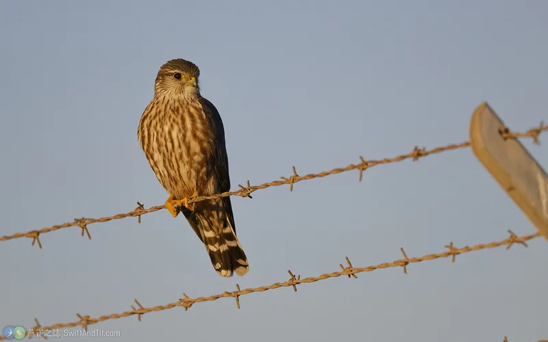 灰背隼 Merlin