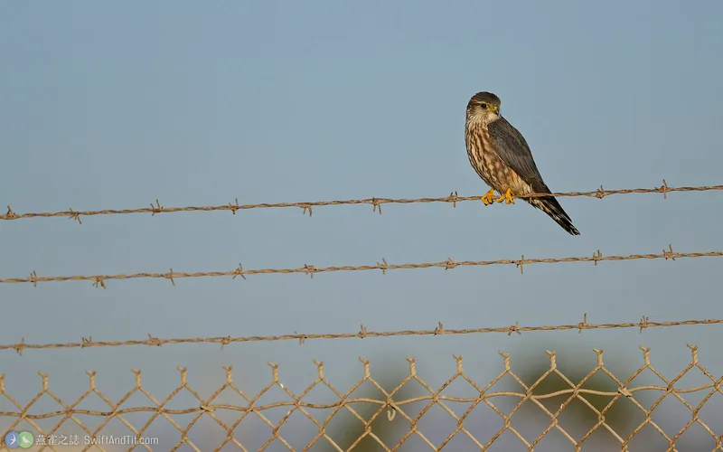 灰背隼 Merlin 雌鳥或幼鳥