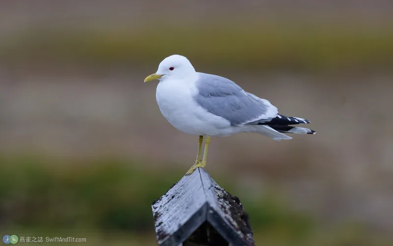 歐亞海鷗 Common Gull