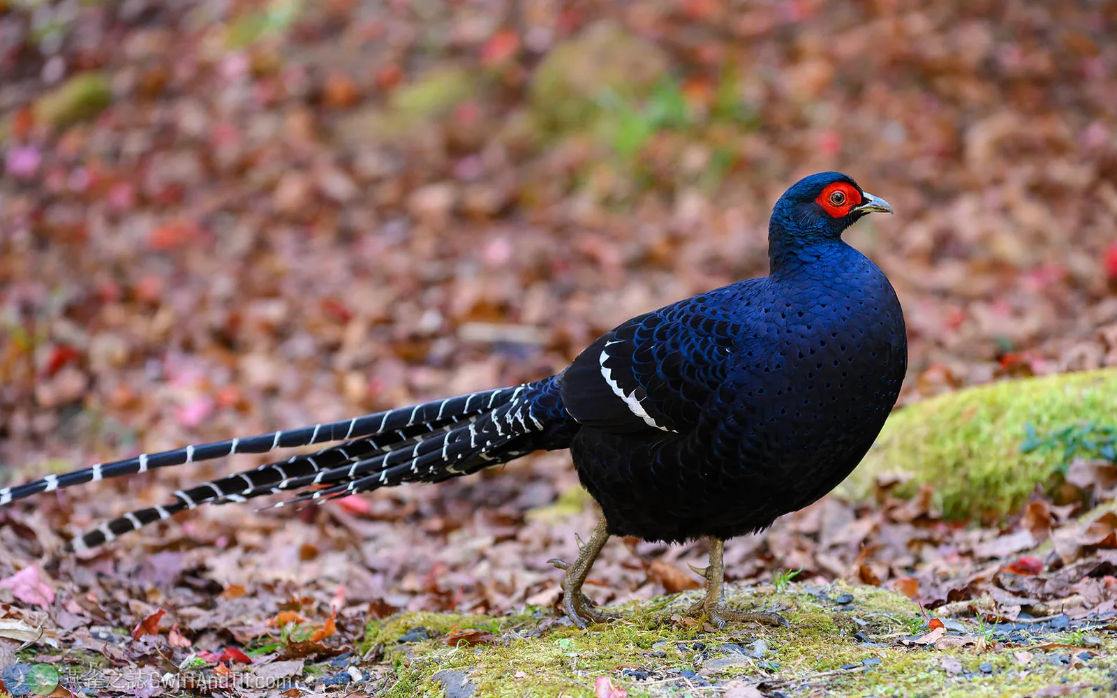 黑長尾雉 Mikado Pheasant