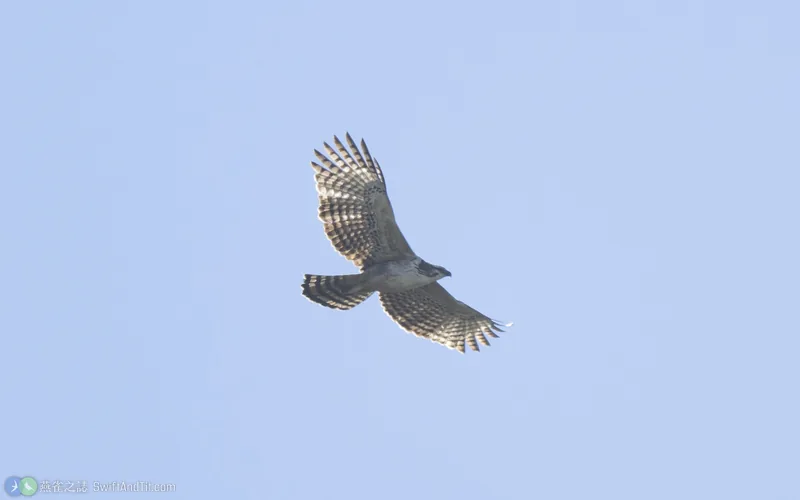 熊鷹 Mountain Hawk-Eagle