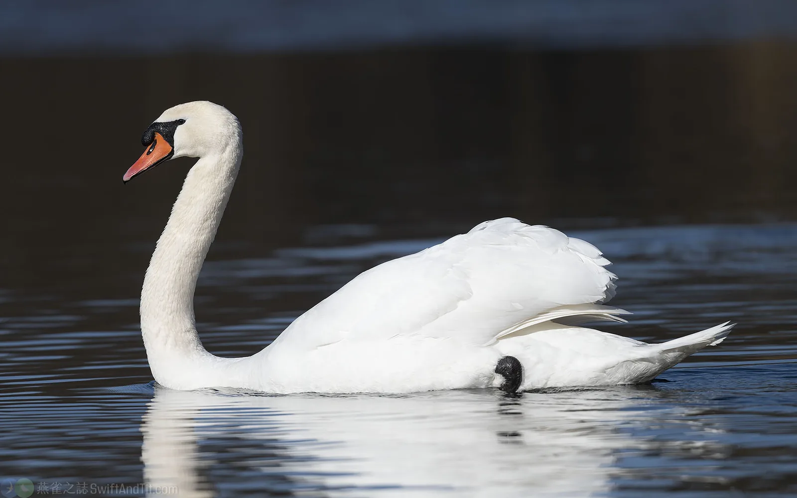 疣鼻天鵝 Mute Swan