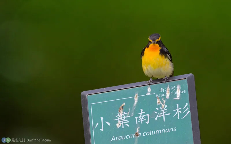 黃眉黃鶲 Narcissus Flycatcher 雄鳥